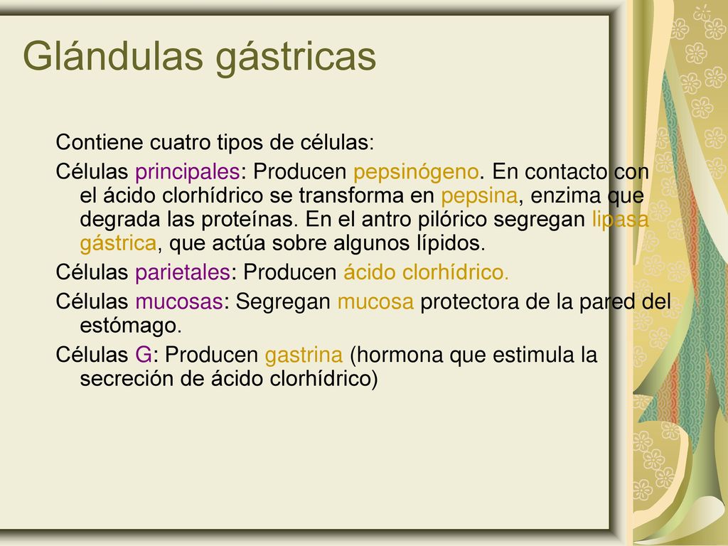 Glándulas gástricas Contiene cuatro tipos de células: