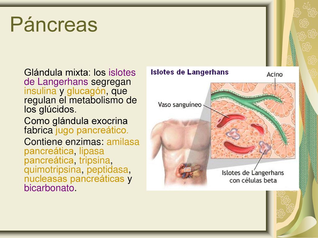 Páncreas Glándula mixta: los islotes de Langerhans segregan insulina y glucagón, que regulan el metabolismo de los glúcidos.