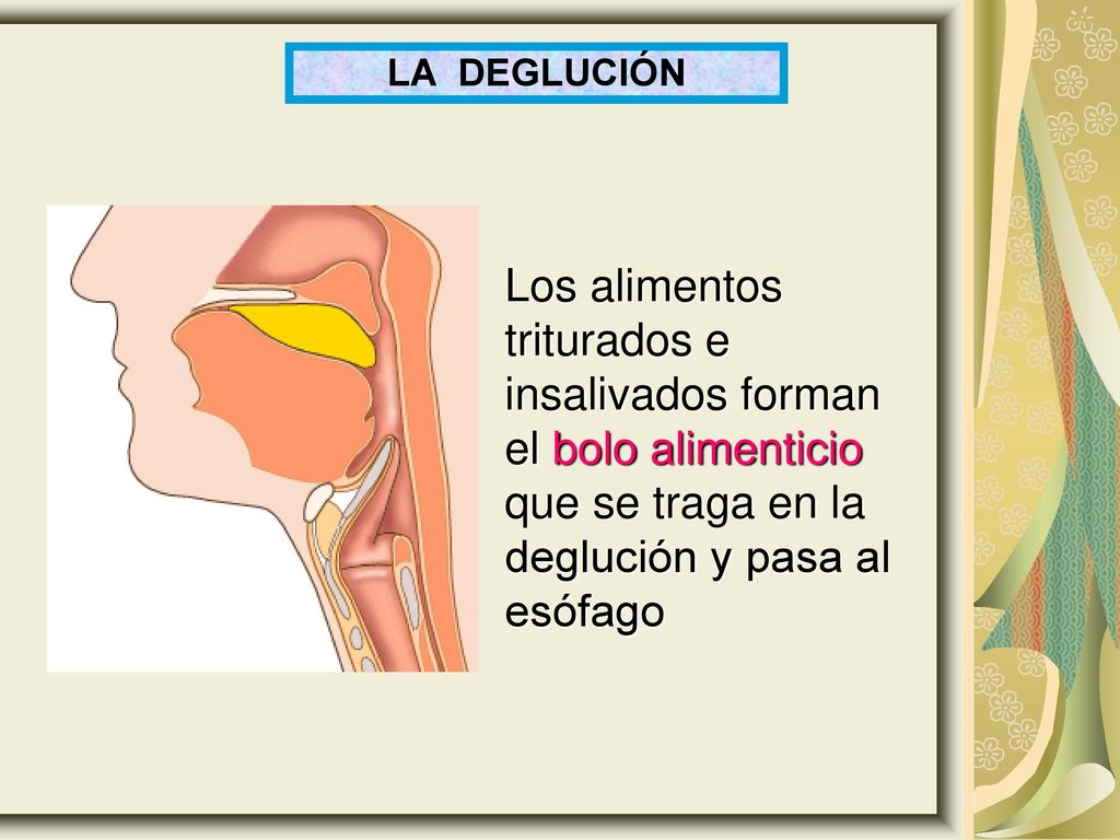 LA DEGLUCIÓN Los alimentos triturados e insalivados forman el bolo alimenticio que se traga en la deglución y pasa al esófago.