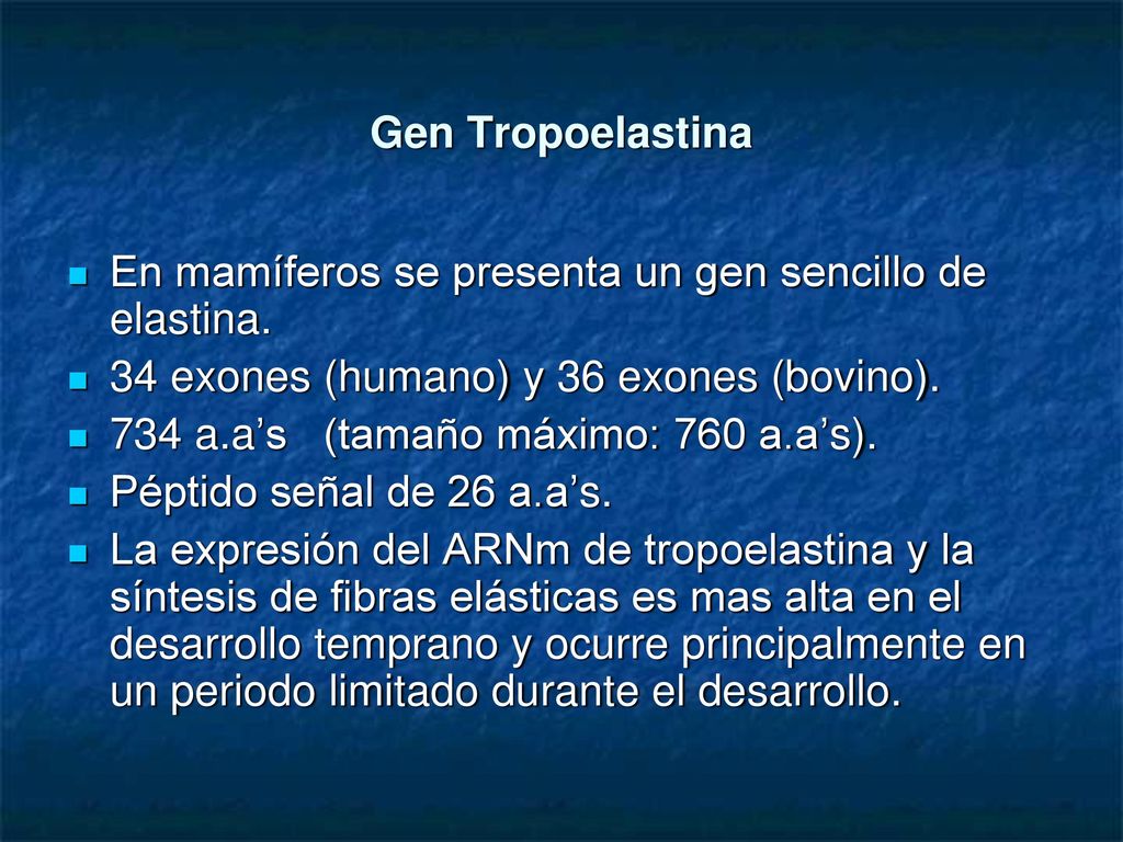 Gen Tropoelastina En mamíferos se presenta un gen sencillo de elastina. 34 exones (humano) y 36 exones (bovino).