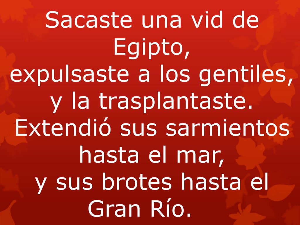 Sacaste una vid de Egipto, expulsaste a los gentiles, y la trasplantaste. Extendió sus sarmientos hasta el mar, y sus brotes hasta el Gran Río.