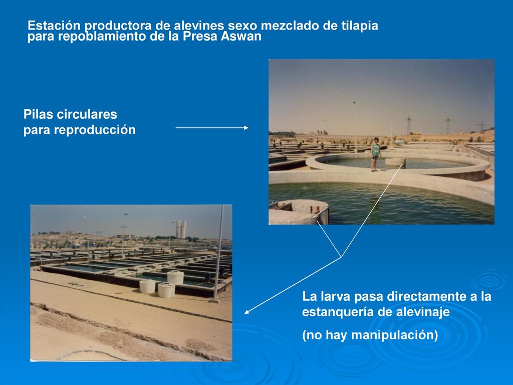 Estación productora de alevines sexo mezclado de tilapia