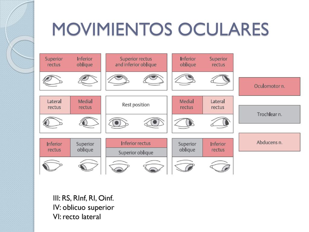 MOVIMIENTOS OCULARES III: RS, RInf, RI, Oinf. IV: oblicuo superior