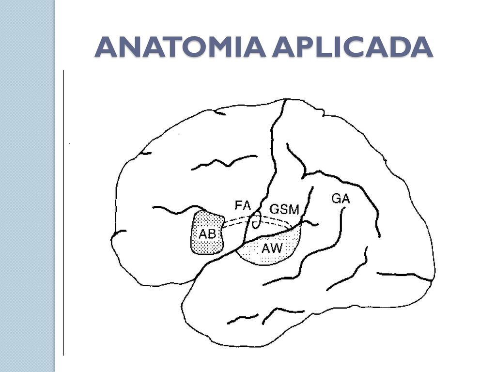 ANATOMIA APLICADA Broca: circunvolución frontal inferior. Producción del lenguaje.