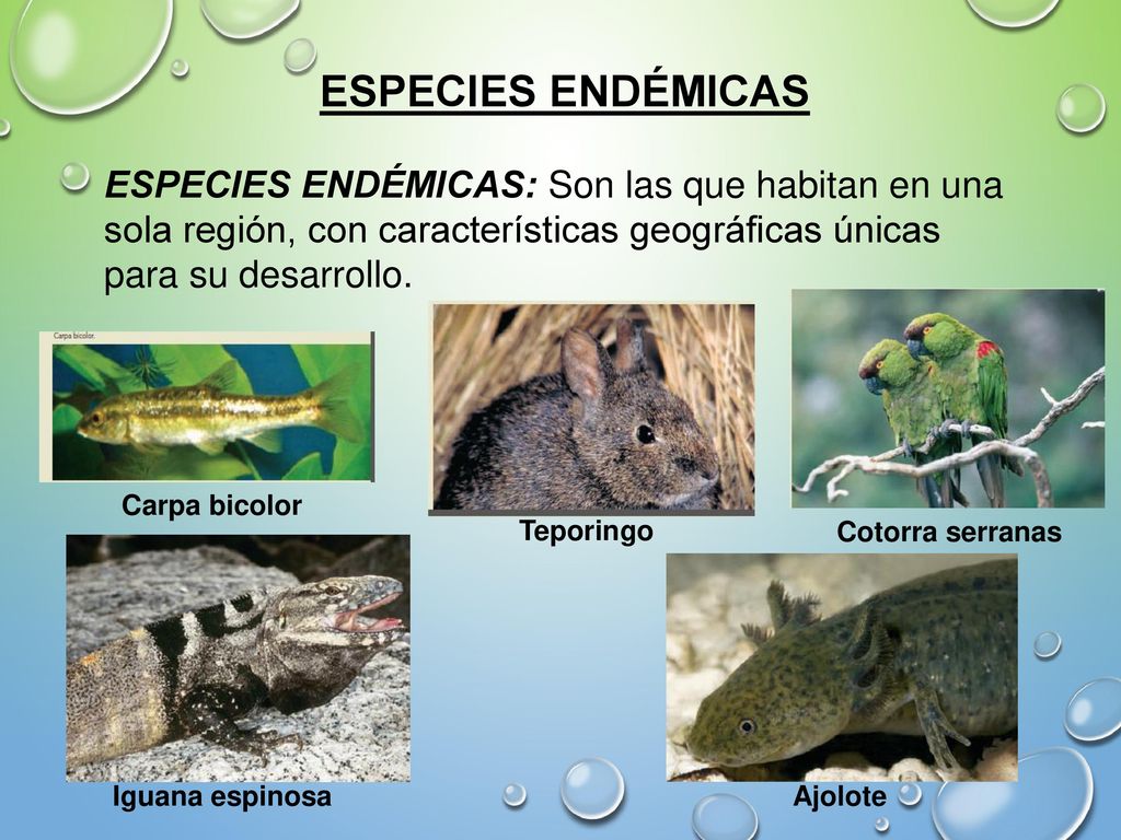 ESPECIES ENDÉMICAS ESPECIES ENDÉMICAS: Son las que habitan en una sola región, con características geográficas únicas para su desarrollo.