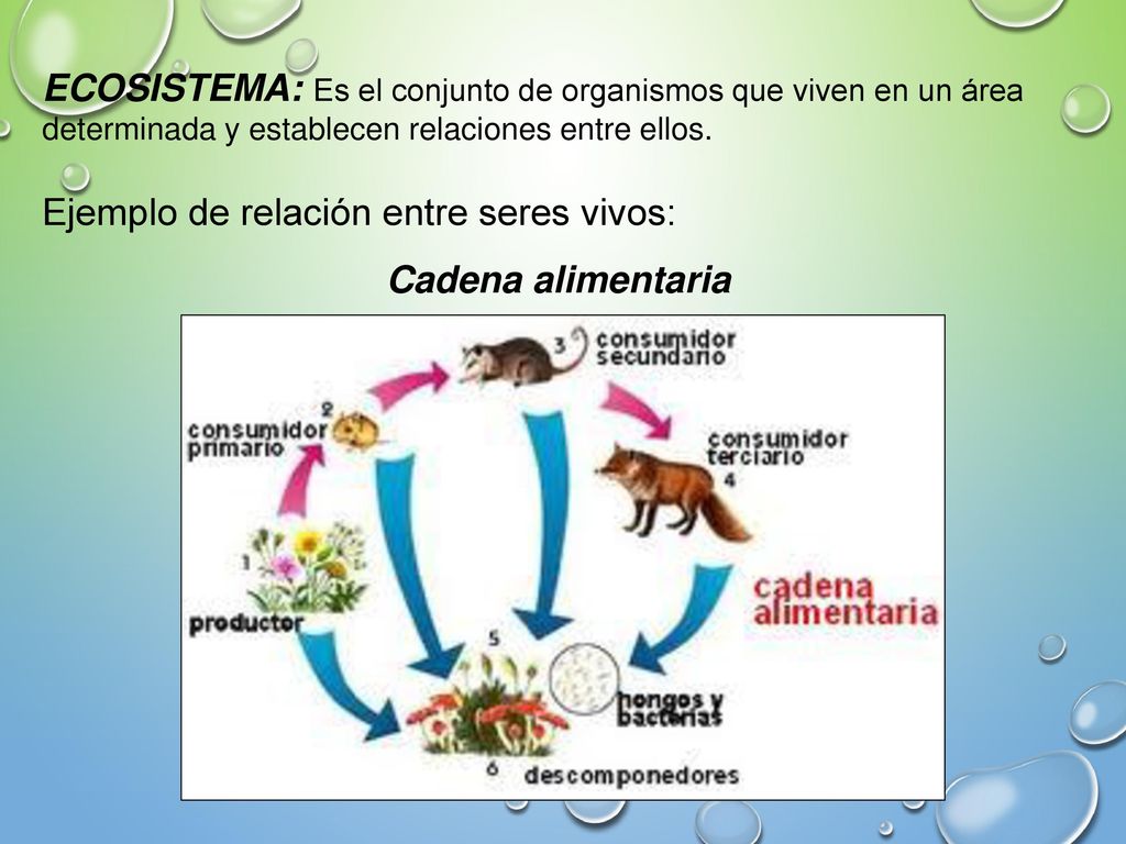 ECOSISTEMA: Es el conjunto de organismos que viven en un área determinada y establecen relaciones entre ellos.