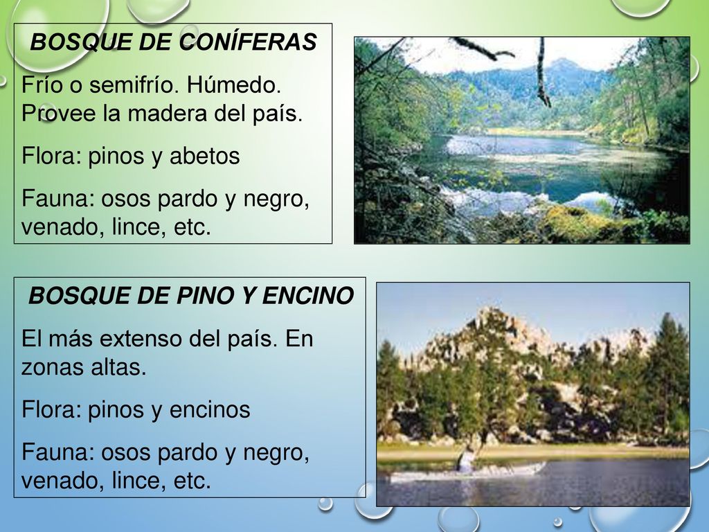 BOSQUE DE CONÍFERAS Frío o semifrío. Húmedo. Provee la madera del país. Flora: pinos y abetos. Fauna: osos pardo y negro, venado, lince, etc.