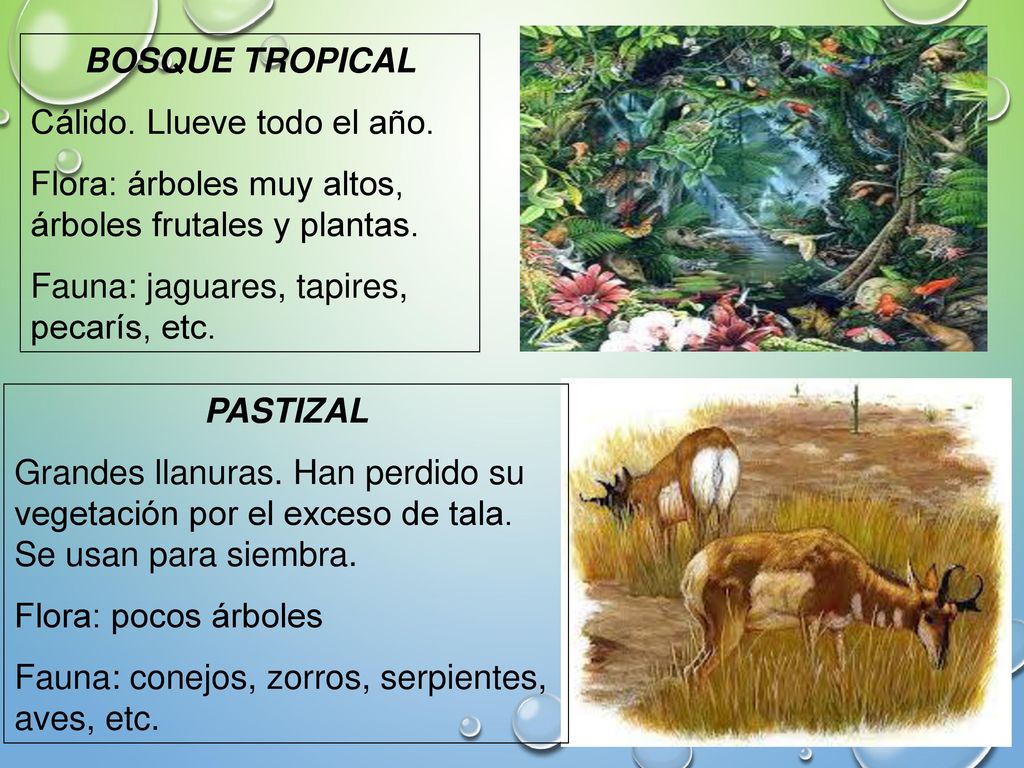BOSQUE TROPICAL Cálido. Llueve todo el año. Flora: árboles muy altos, árboles frutales y plantas. Fauna: jaguares, tapires, pecarís, etc.