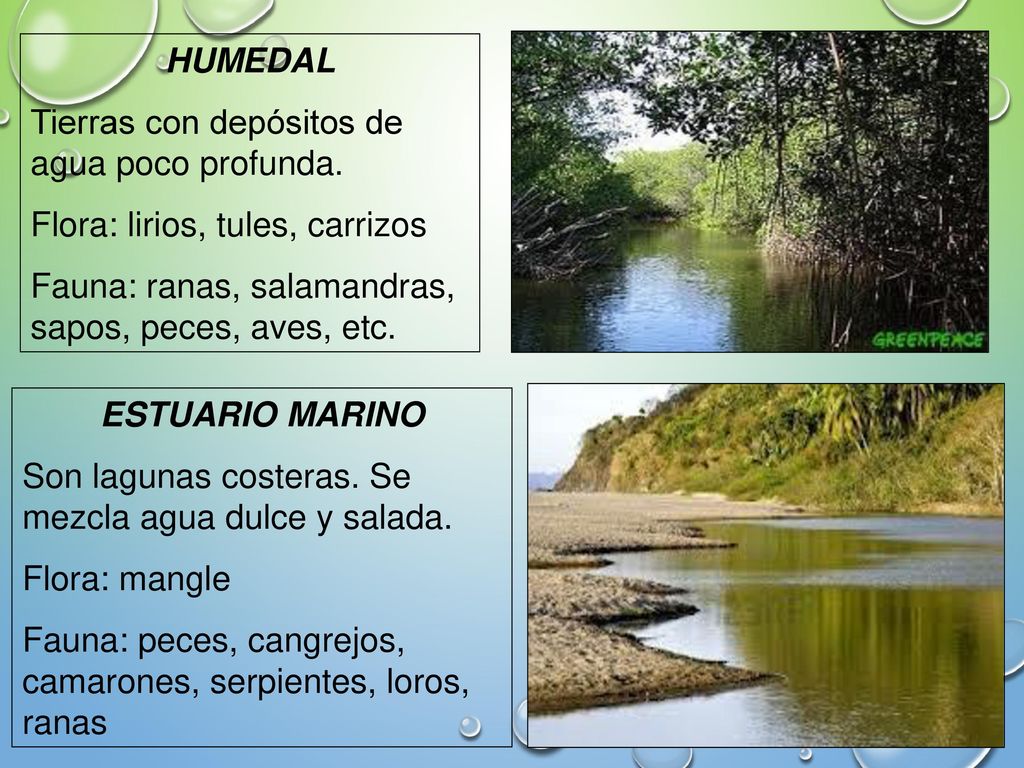 HUMEDAL Tierras con depósitos de agua poco profunda. Flora: lirios, tules, carrizos. Fauna: ranas, salamandras, sapos, peces, aves, etc.