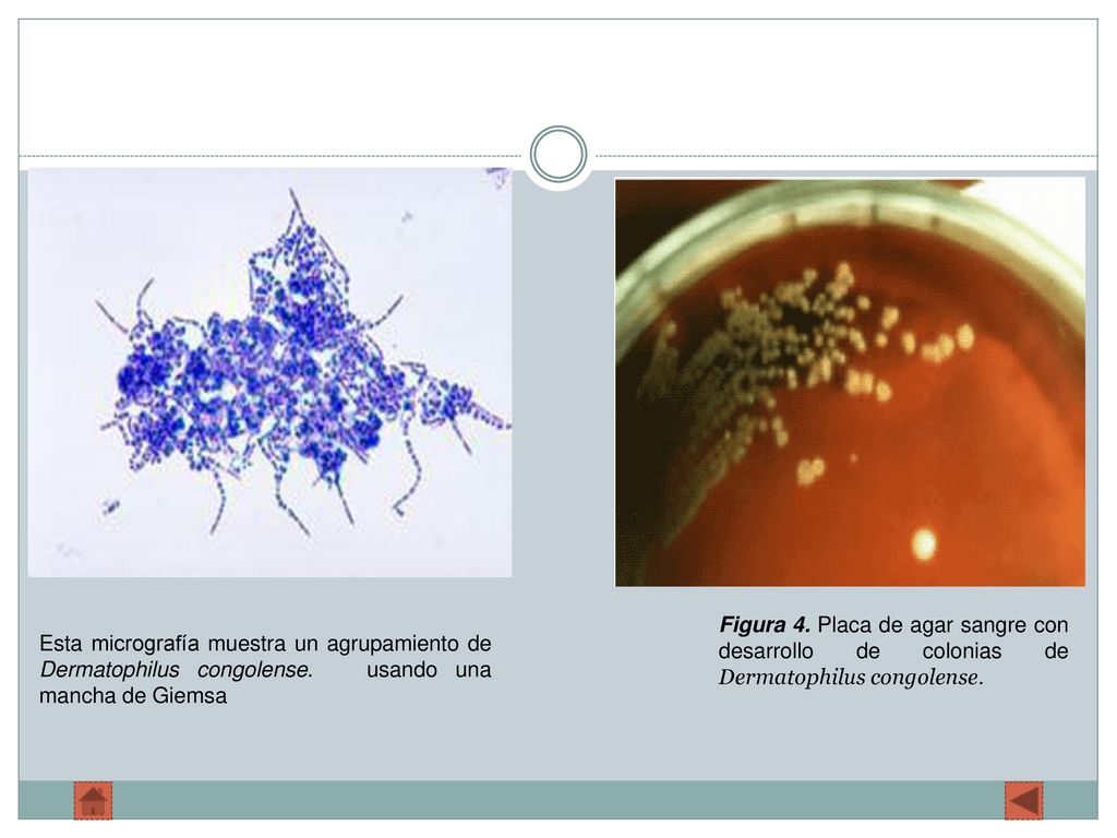 Figura 4. Placa de agar sangre con desarrollo de colonias de Dermatophilus congolense.