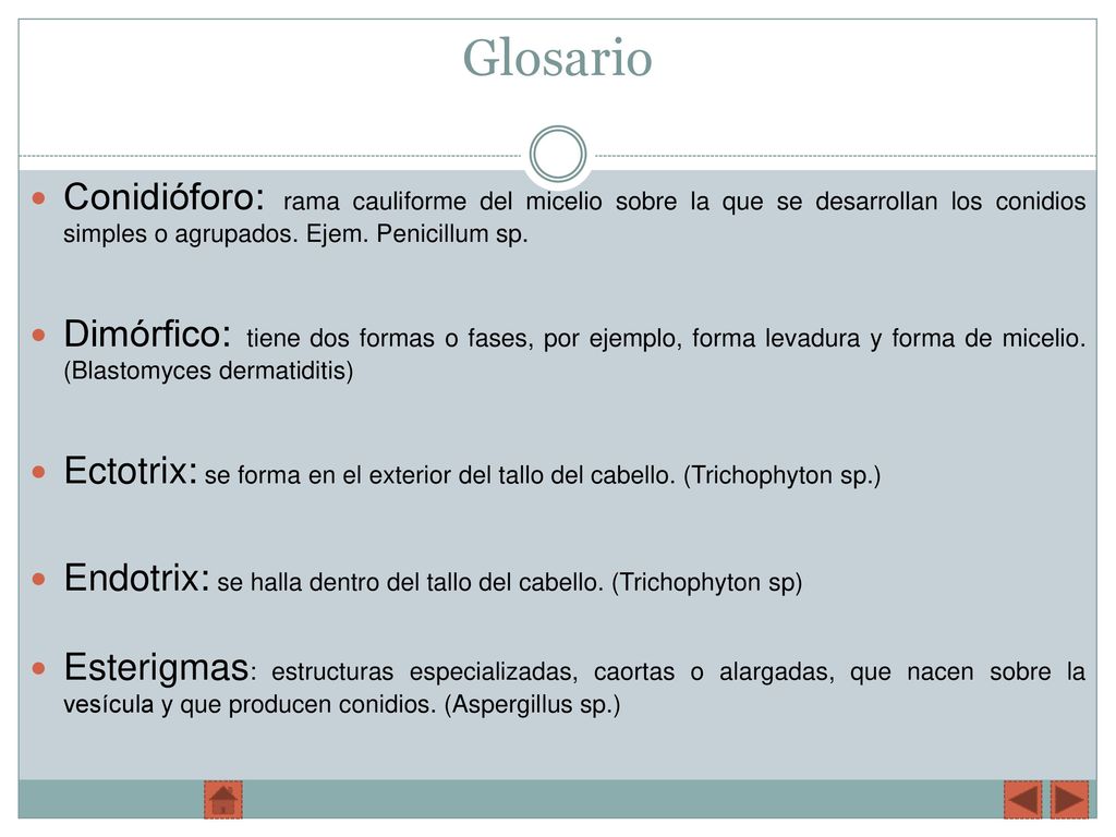 Glosario Conidióforo: rama cauliforme del micelio sobre la que se desarrollan los conidios simples o agrupados. Ejem. Penicillum sp.