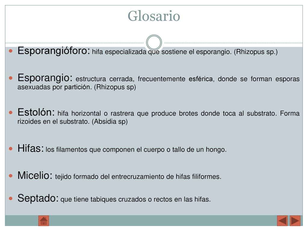 Glosario Esporangióforo: hifa especializada que sostiene el esporangio. (Rhizopus sp.)