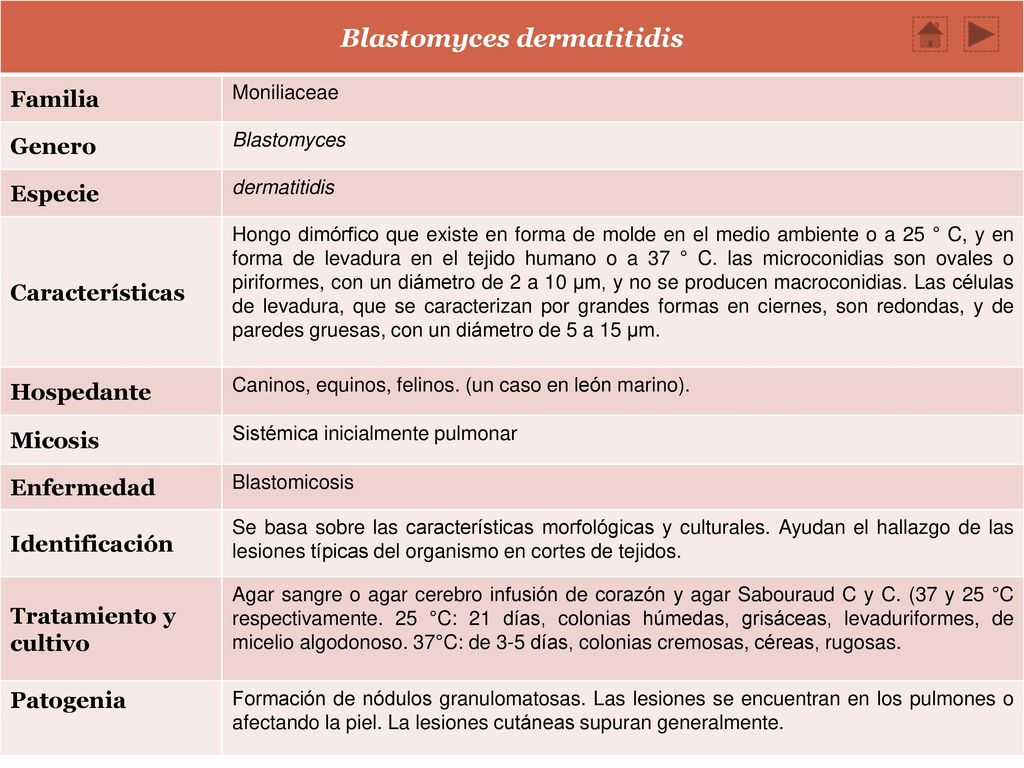 Blastomyces dermatitidis