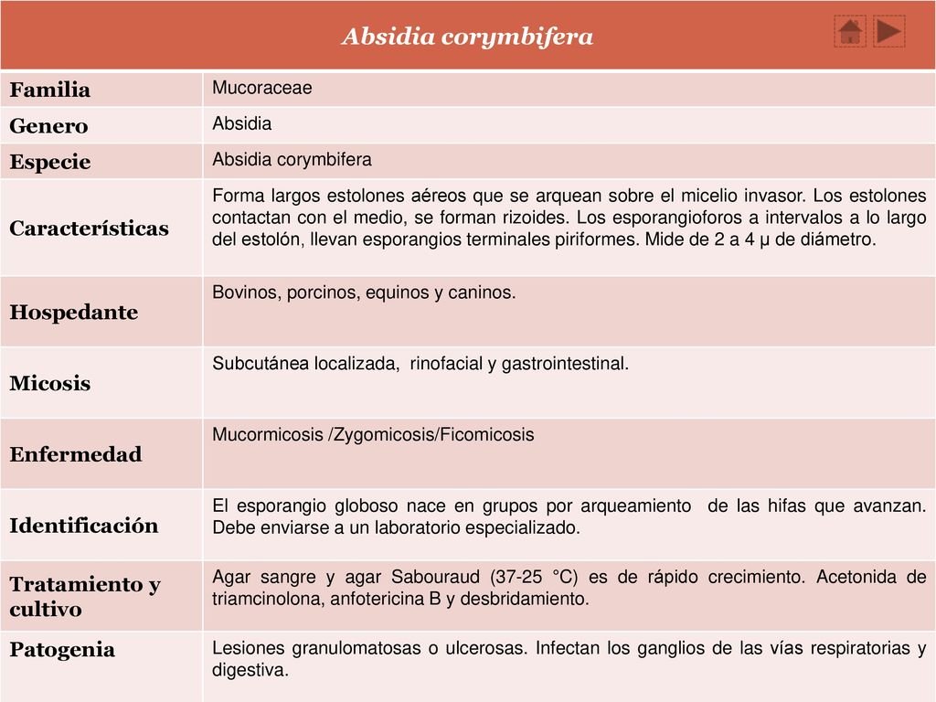 Absidia corymbifera Familia Genero Especie Características Hospedante