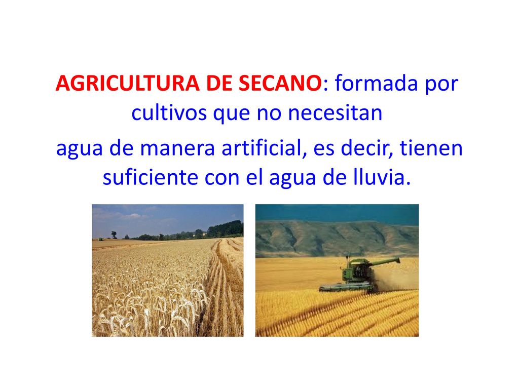AGRICULTURA DE SECANO: formada por cultivos que no necesitan
