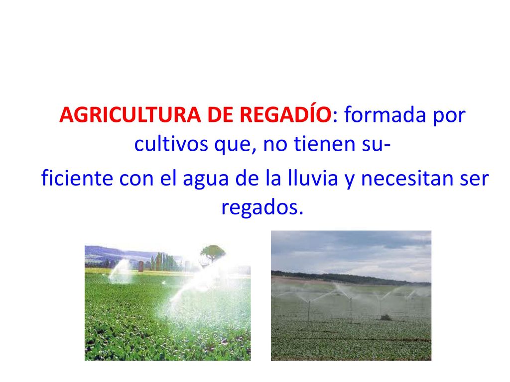 AGRICULTURA DE REGADÍO: formada por cultivos que, no tienen su-