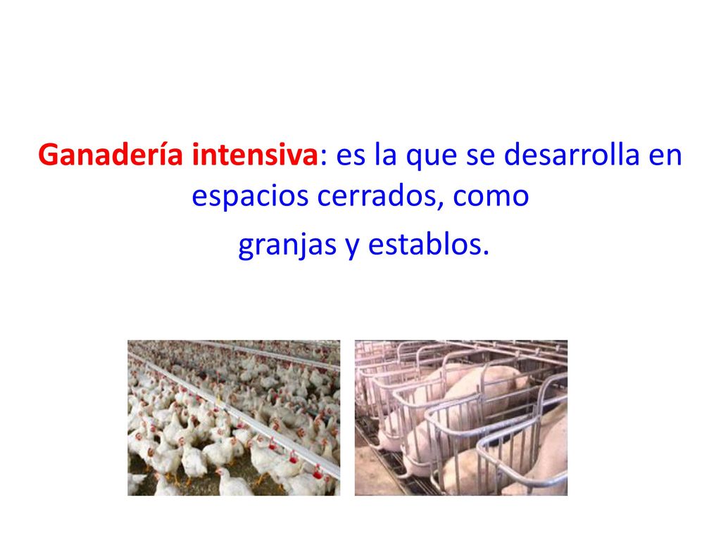 Ganadería intensiva: es la que se desarrolla en espacios cerrados, como