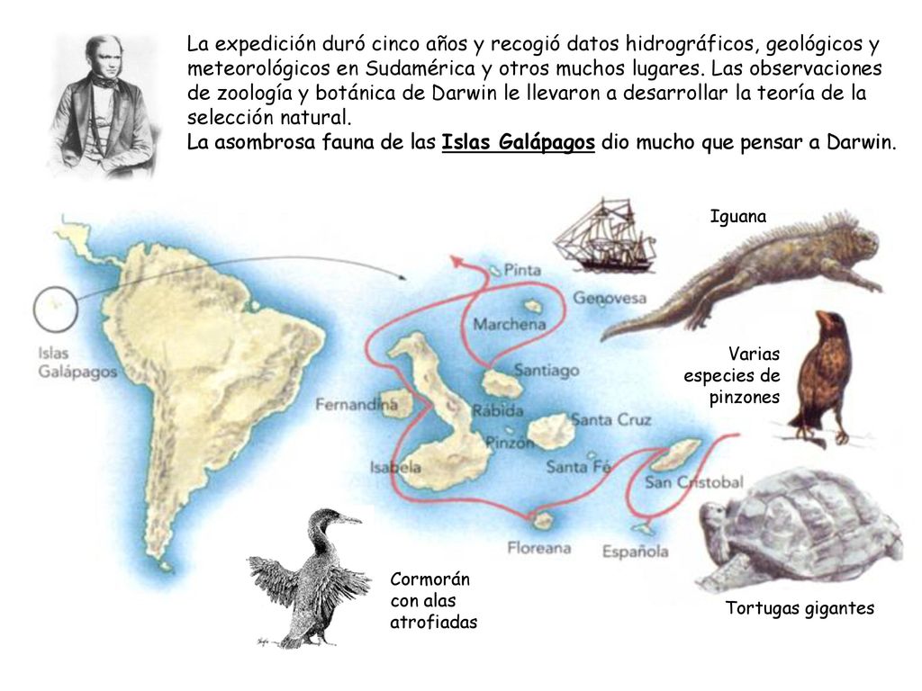 La expedición duró cinco años y recogió datos hidrográficos, geológicos y meteorológicos en Sudamérica y otros muchos lugares. Las observaciones de zoología y botánica de Darwin le llevaron a desarrollar la teoría de la selección natural. La asombrosa fauna de las Islas Galápagos dio mucho que pensar a Darwin.