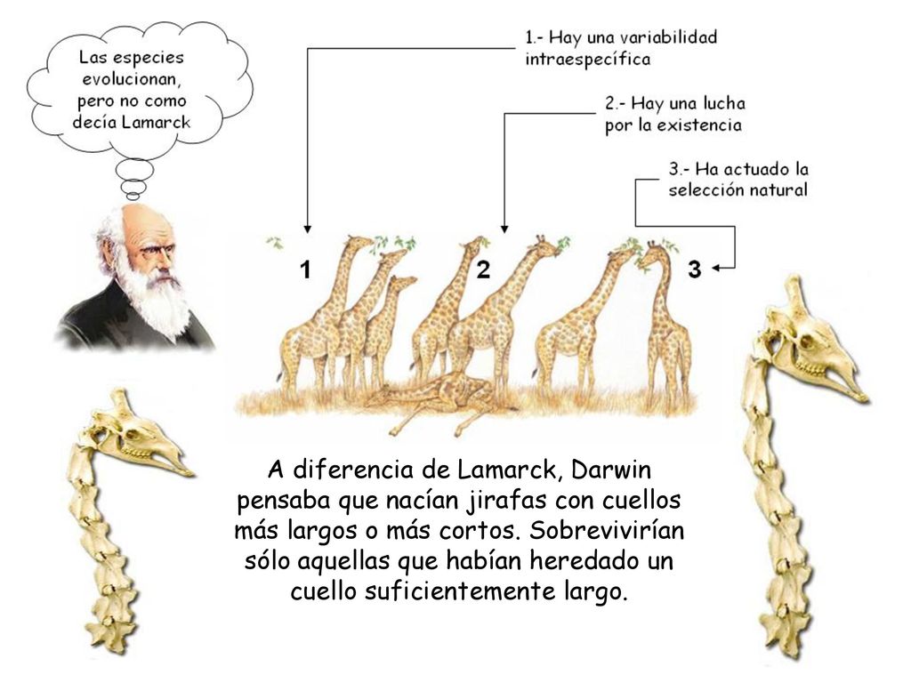 A diferencia de Lamarck, Darwin pensaba que nacían jirafas con cuellos más largos o más cortos.
