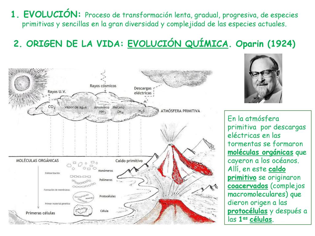1. EVOLUCIÓN: Proceso de transformación lenta, gradual, progresiva, de especies primitivas y sencillas en la gran diversidad y complejidad de las especies actuales. 2. ORIGEN DE LA VIDA: EVOLUCIÓN QUÍMICA. Oparin (1924)