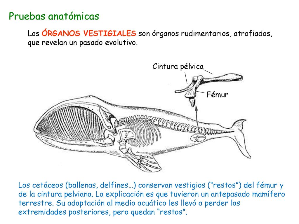 Pruebas anatómicas Los ÓRGANOS VESTIGIALES son órganos rudimentarios, atrofiados, que revelan un pasado evolutivo.