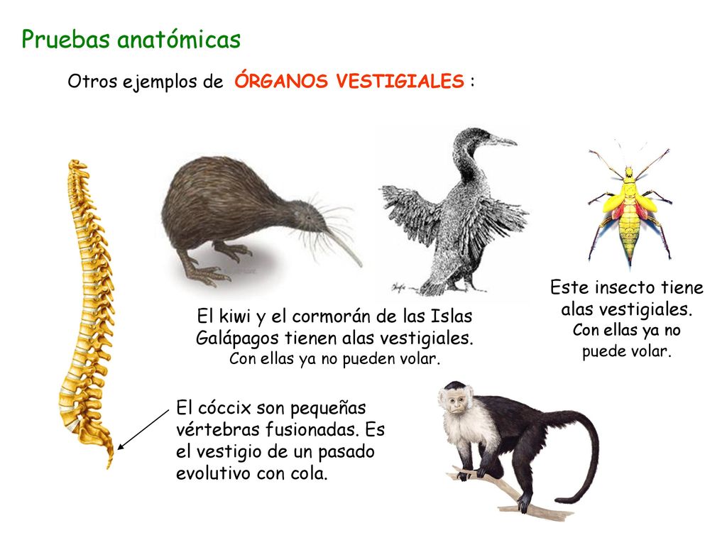 Este insecto tiene alas vestigiales. Con ellas ya no puede volar.