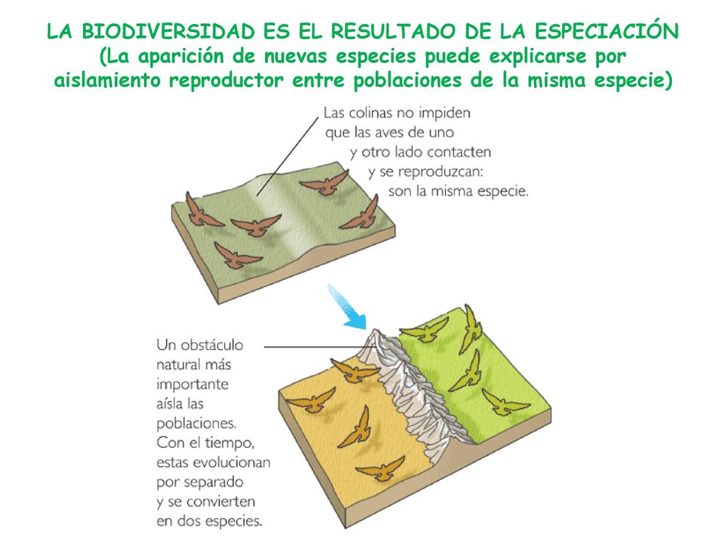 LA BIODIVERSIDAD ES EL RESULTADO DE LA ESPECIACIÓN (La aparición de nuevas especies puede explicarse por aislamiento reproductor entre poblaciones de la misma especie)