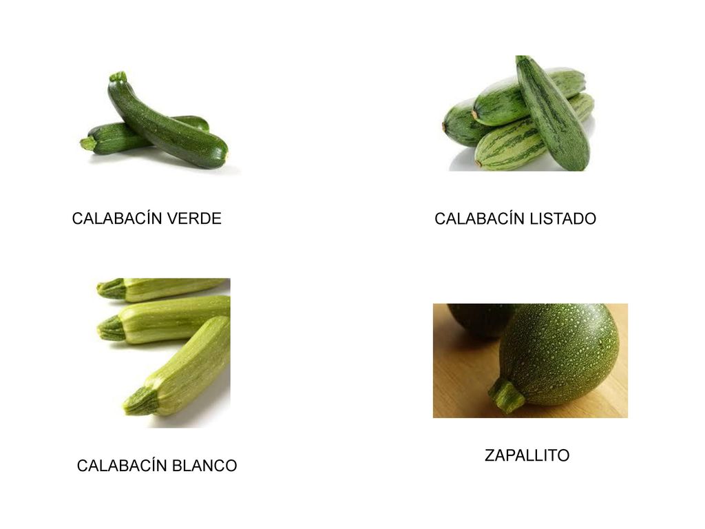 CALABACÍN VERDE CALABACÍN LISTADO ZAPALLITO CALABACÍN BLANCO 4