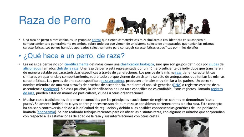 Raza de Perro ¿Qué hace a un perro, de raza