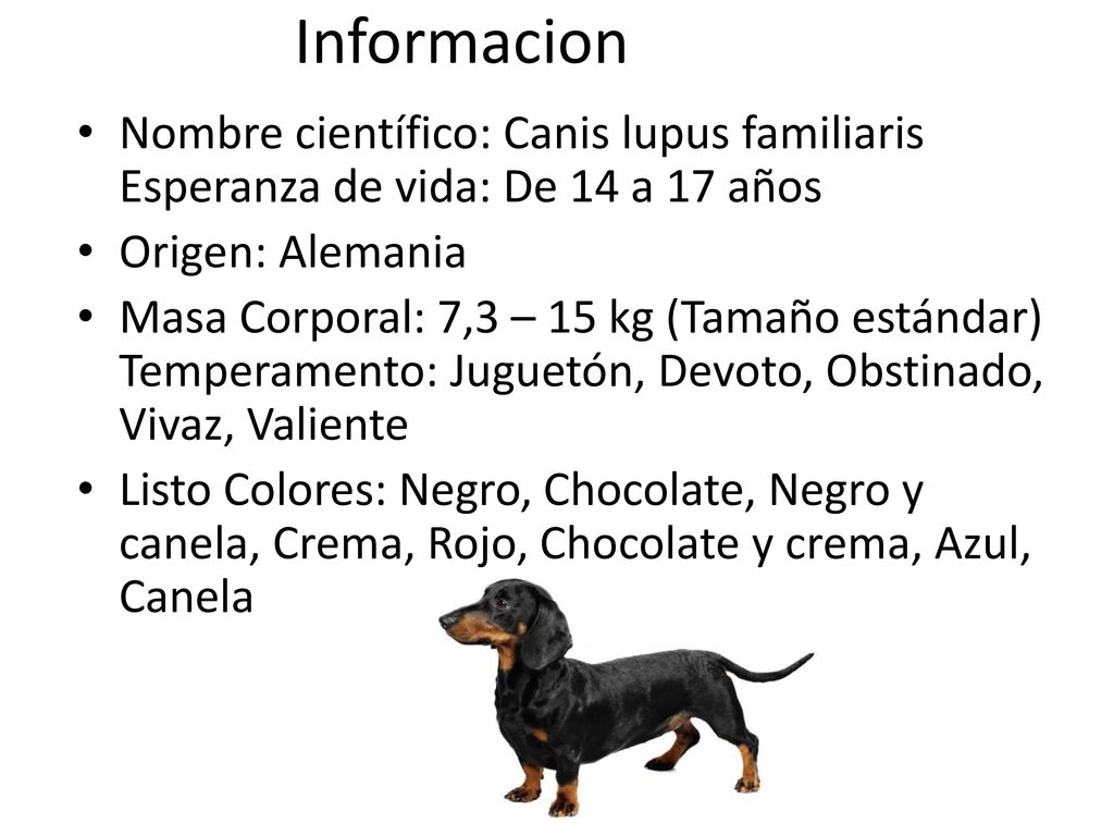 Informacion Nombre científico: Canis lupus familiaris Esperanza de vida: De 14 a 17 años. Origen: Alemania.