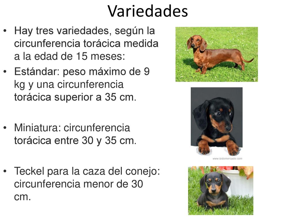 Variedades Hay tres variedades, según la circunferencia torácica medida a la edad de 15 meses: