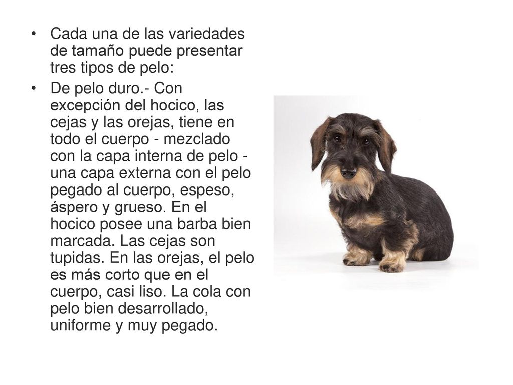 Cada una de las variedades de tamaño puede presentar tres tipos de pelo:
