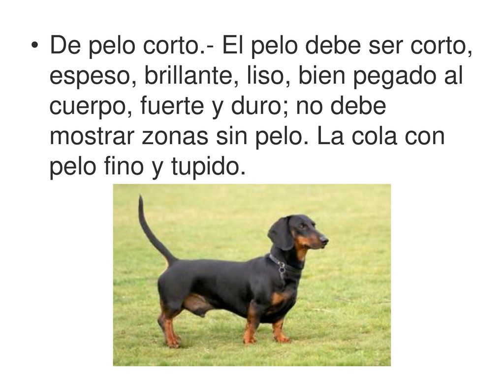 De pelo corto.- El pelo debe ser corto, espeso, brillante, liso, bien pegado al cuerpo, fuerte y duro; no debe mostrar zonas sin pelo.