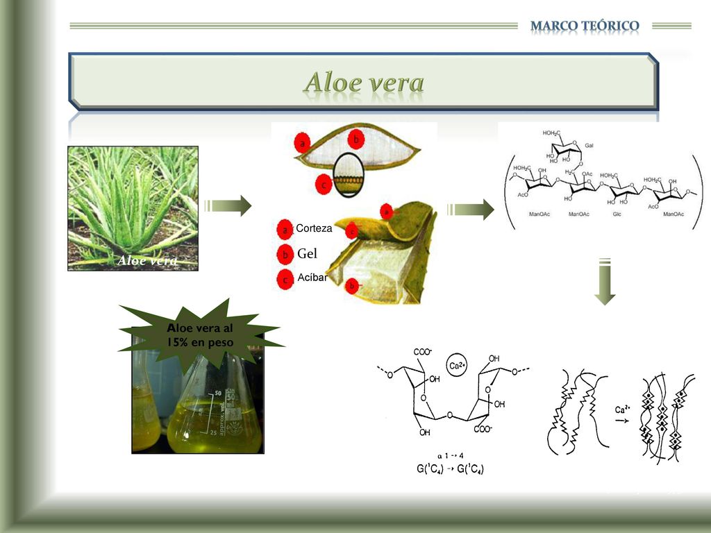 Aloe vera Polisacáridos Gel Aloe vera Modelo Caja de huevo