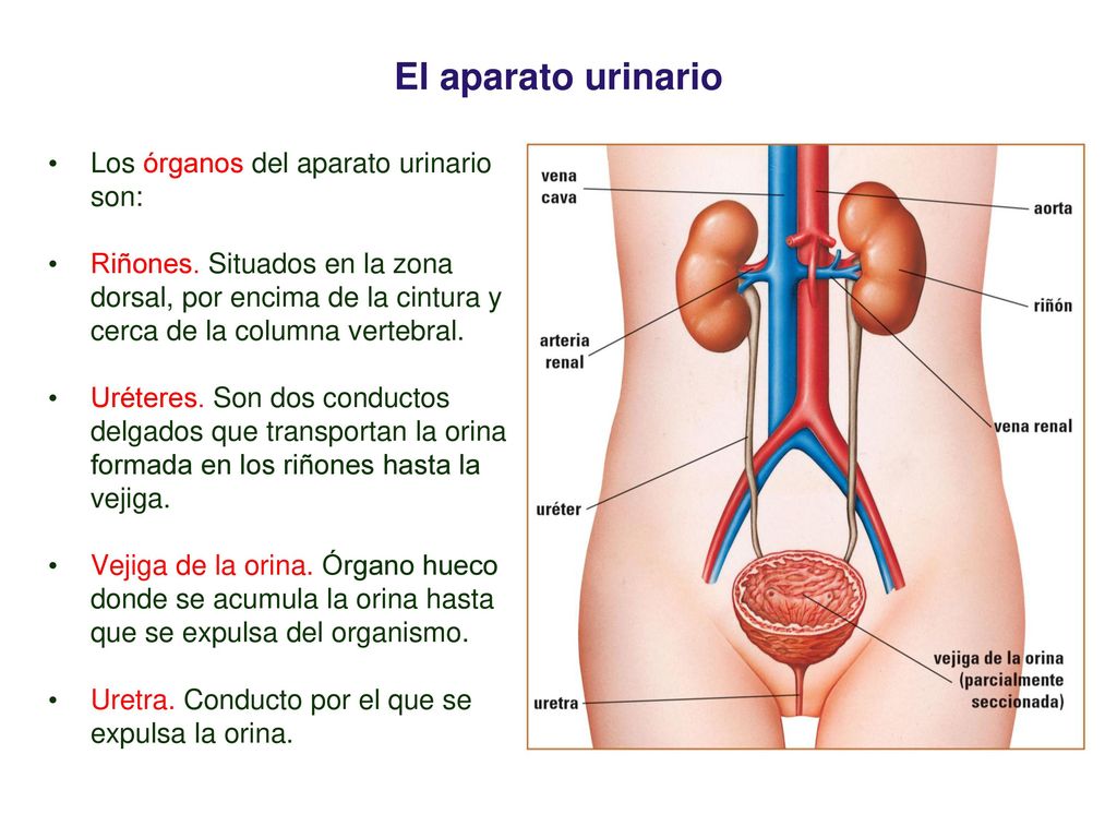 El aparato urinario 03 Los órganos del aparato urinario son: