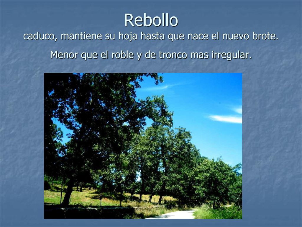 Rebollo caduco, mantiene su hoja hasta que nace el nuevo brote