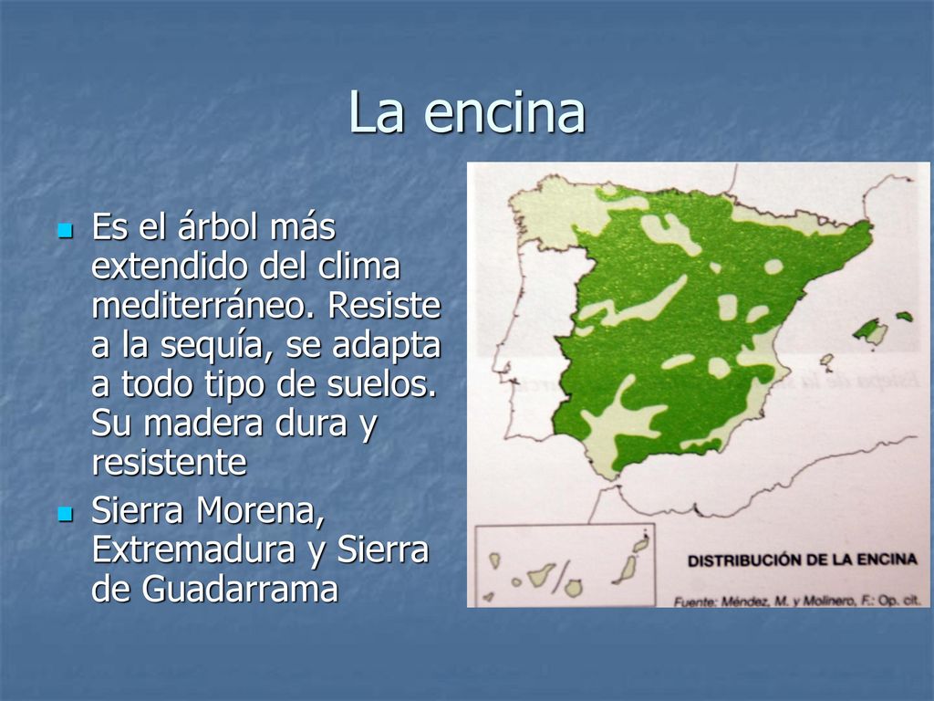 La encina Es el árbol más extendido del clima mediterráneo. Resiste a la sequía, se adapta a todo tipo de suelos. Su madera dura y resistente.
