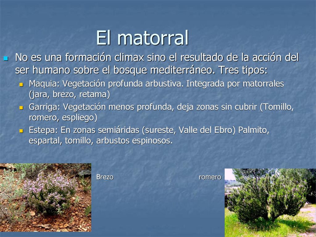 El matorral No es una formación climax sino el resultado de la acción del ser humano sobre el bosque mediterráneo. Tres tipos:
