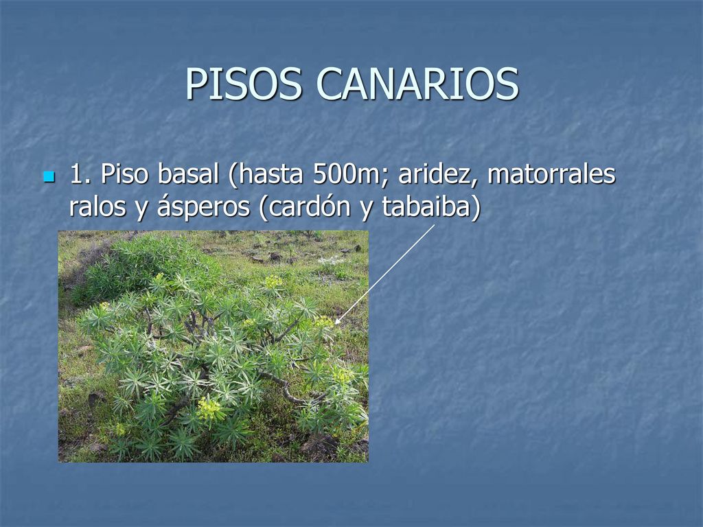 PISOS CANARIOS 1. Piso basal (hasta 500m; aridez, matorrales ralos y ásperos (cardón y tabaiba)