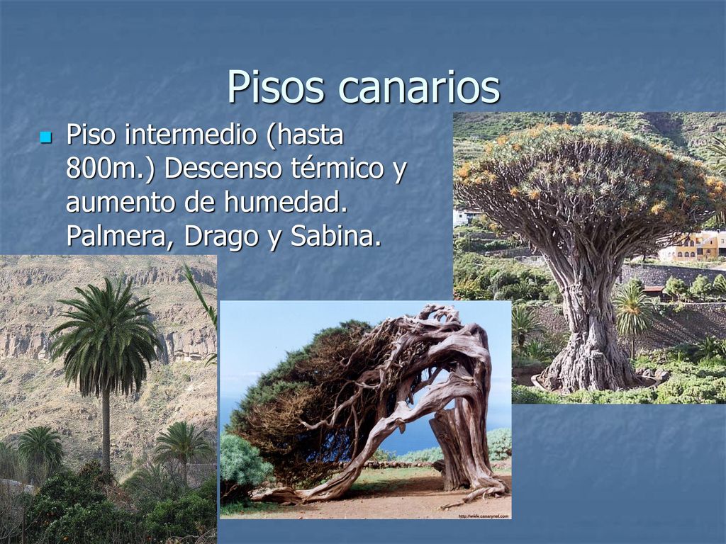 Pisos canarios Piso intermedio (hasta 800m.) Descenso térmico y aumento de humedad.