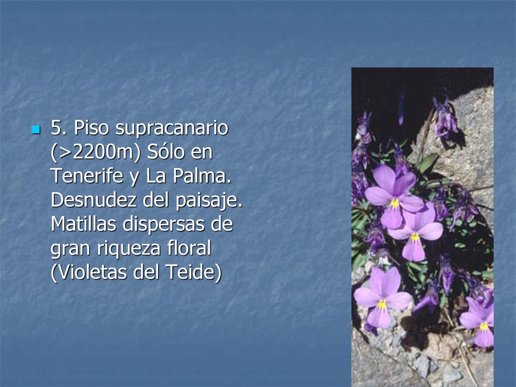 5. Piso supracanario (>2200m) Sólo en Tenerife y La Palma