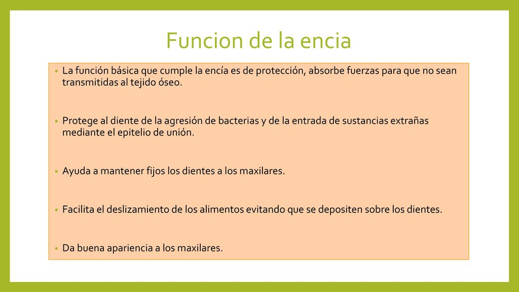 Funcion de la encia La función básica que cumple la encía es de protección, absorbe fuerzas para que no sean transmitidas al tejido óseo.