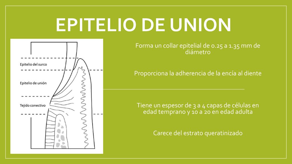EPITELIO DE UNION Forma un collar epitelial de 0.25 a 1.35 mm de diámetro. Proporciona la adherencia de la encía al diente.