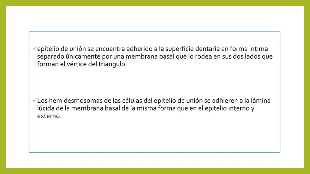 epitelio de unión se encuentra adherido a la superficie dentaria en forma intima separado únicamente por una membrana basal que lo rodea en sus dos lados que forman el vértice del triangulo.