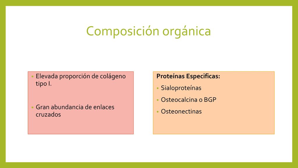 Composición orgánica Elevada proporción de colágeno tipo I.