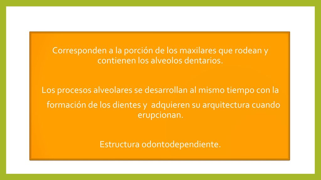 Los procesos alveolares se desarrollan al mismo tiempo con la