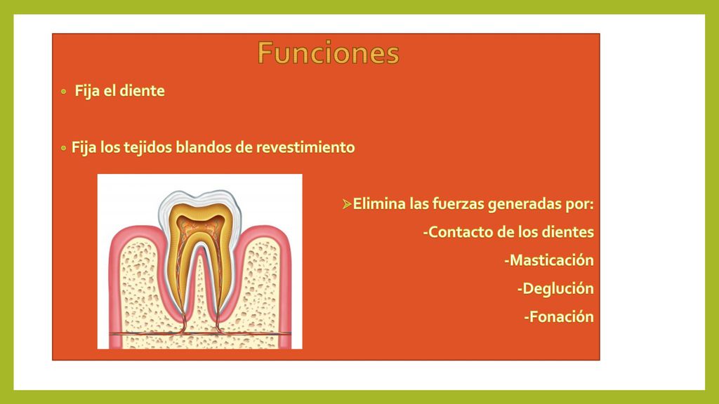 Funciones Fija el diente Fija los tejidos blandos de revestimiento