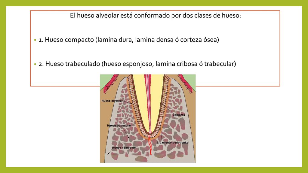 El hueso alveolar está conformado por dos clases de hueso: