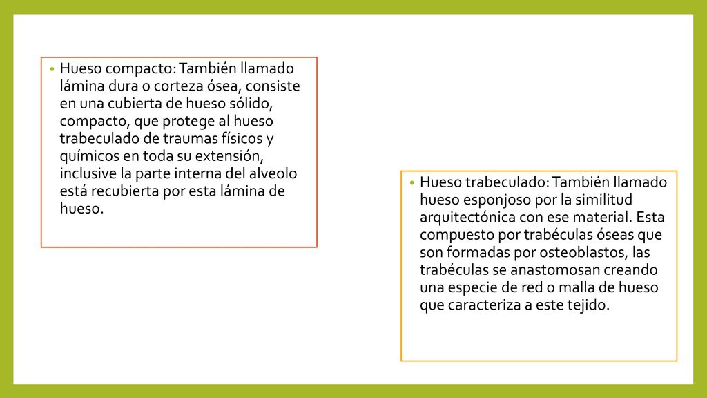 Hueso compacto: También llamado lámina dura o corteza ósea, consiste en una cubierta de hueso sólido, compacto, que protege al hueso trabeculado de traumas físicos y químicos en toda su extensión, inclusive la parte interna del alveolo está recubierta por esta lámina de hueso.