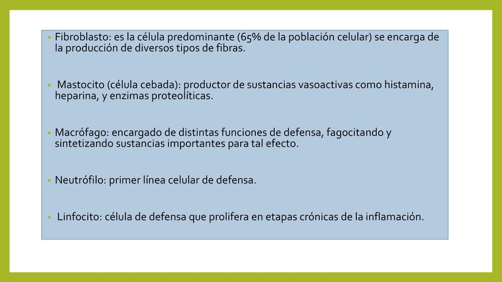 Fibroblasto: es la célula predominante (65% de la población celular) se encarga de la producción de diversos tipos de fibras.